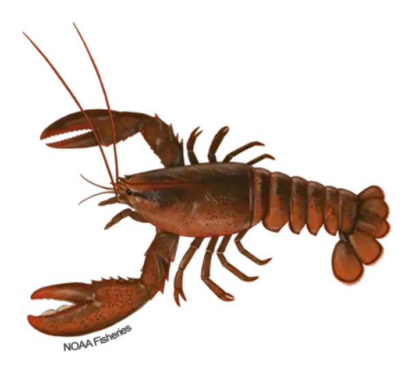 American Lobster