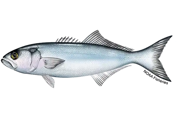 Bluefish - Scrombic