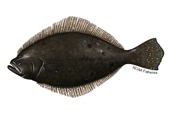 Blackback Flounder