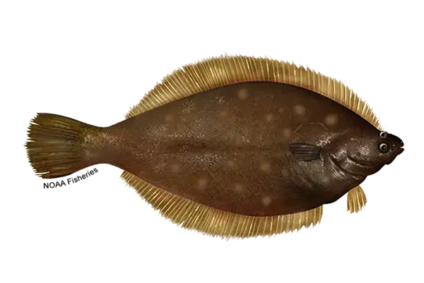 Yellowfin Flounder