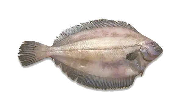 Grey Sole