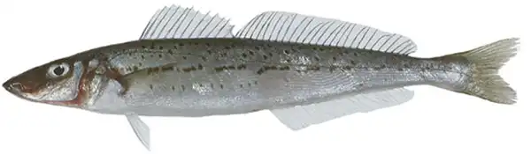 King Whiting