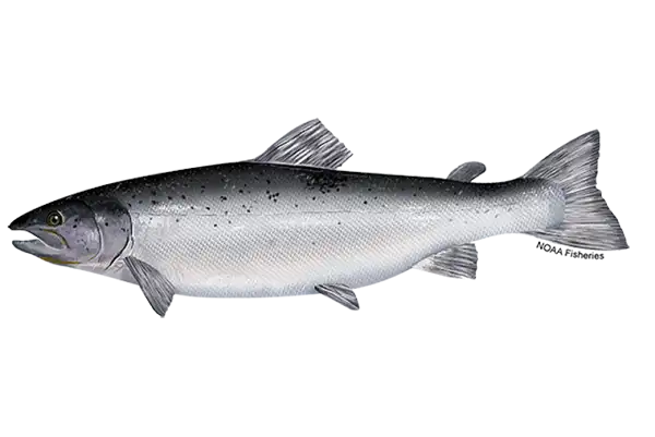 Atlantic Salmon