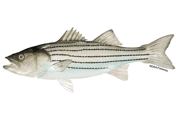 Striped Bass