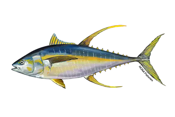 Yellowfin Tuna